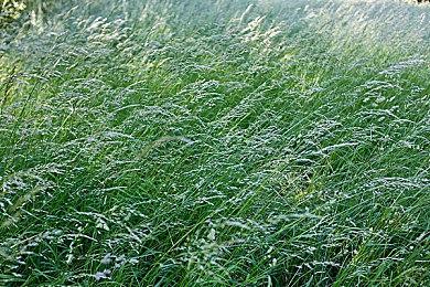 Epic喜加一：《Dark and Darker - 传奇身份》免费领